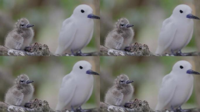 一只可爱的蓬松的白色燕鸥小鸡坐在树枝上的母亲旁边的特写镜头