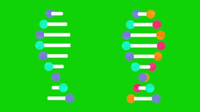 遗传DNA和RNA结构绿色屏幕可循环