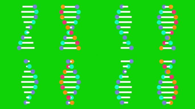 遗传DNA和RNA结构绿色屏幕可循环
