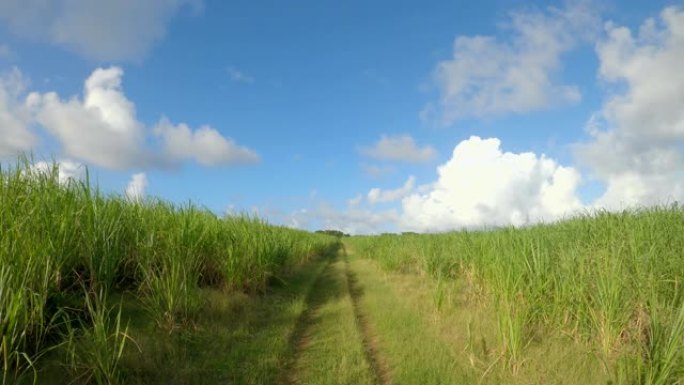 风景如画的空旷的乡村小径穿过甘蔗种植园。