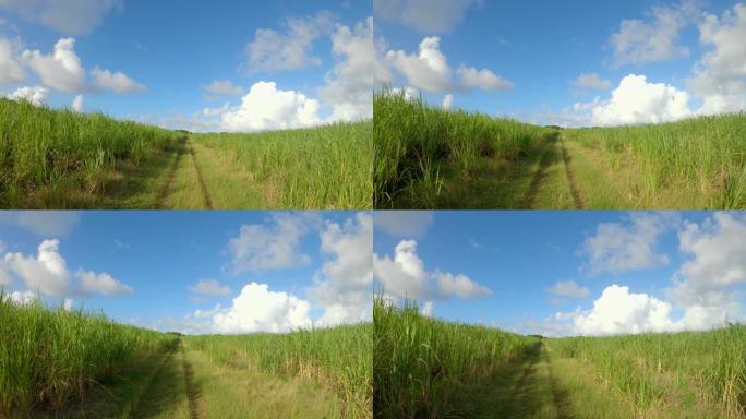 风景如画的空旷的乡村小径穿过甘蔗种植园。
