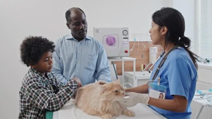 兽医与主人讨论猫的治疗
