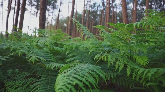 慢动作，大松林中蕨类植物的特写镜头