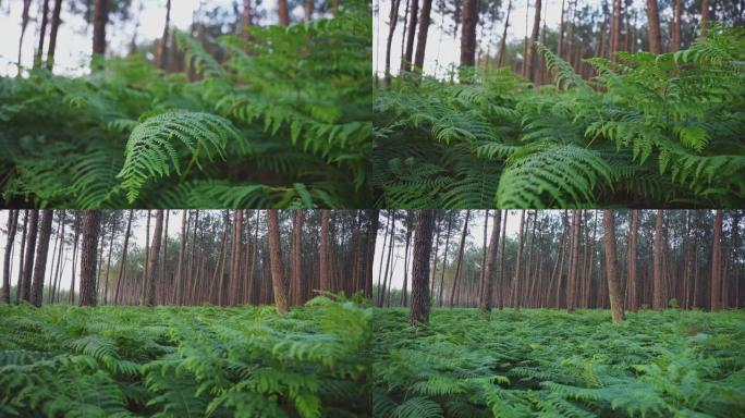 慢动作，大松林中蕨类植物的特写镜头