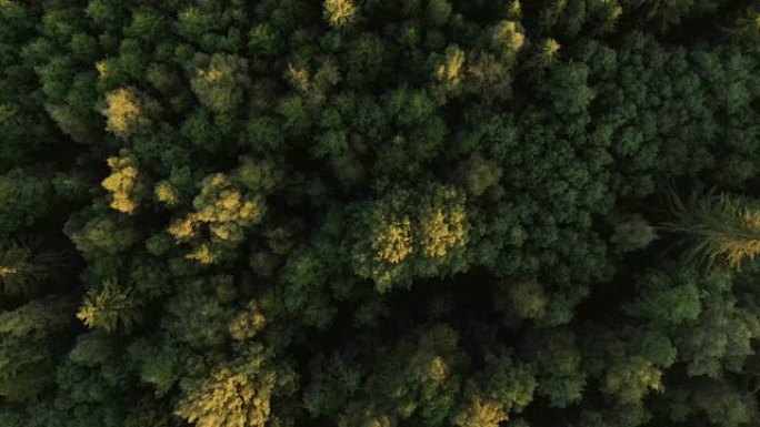 飞越森林自然生态俯拍鸟瞰航拍素材