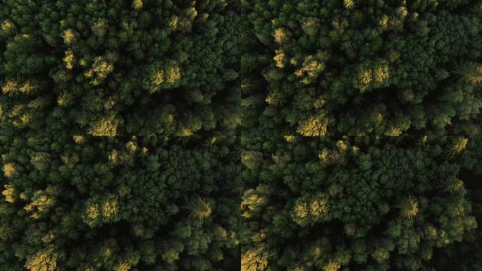 飞越森林自然生态俯拍鸟瞰航拍素材
