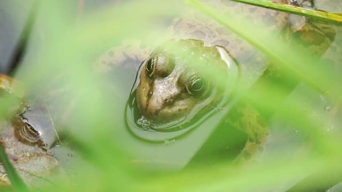 水中的青蛙