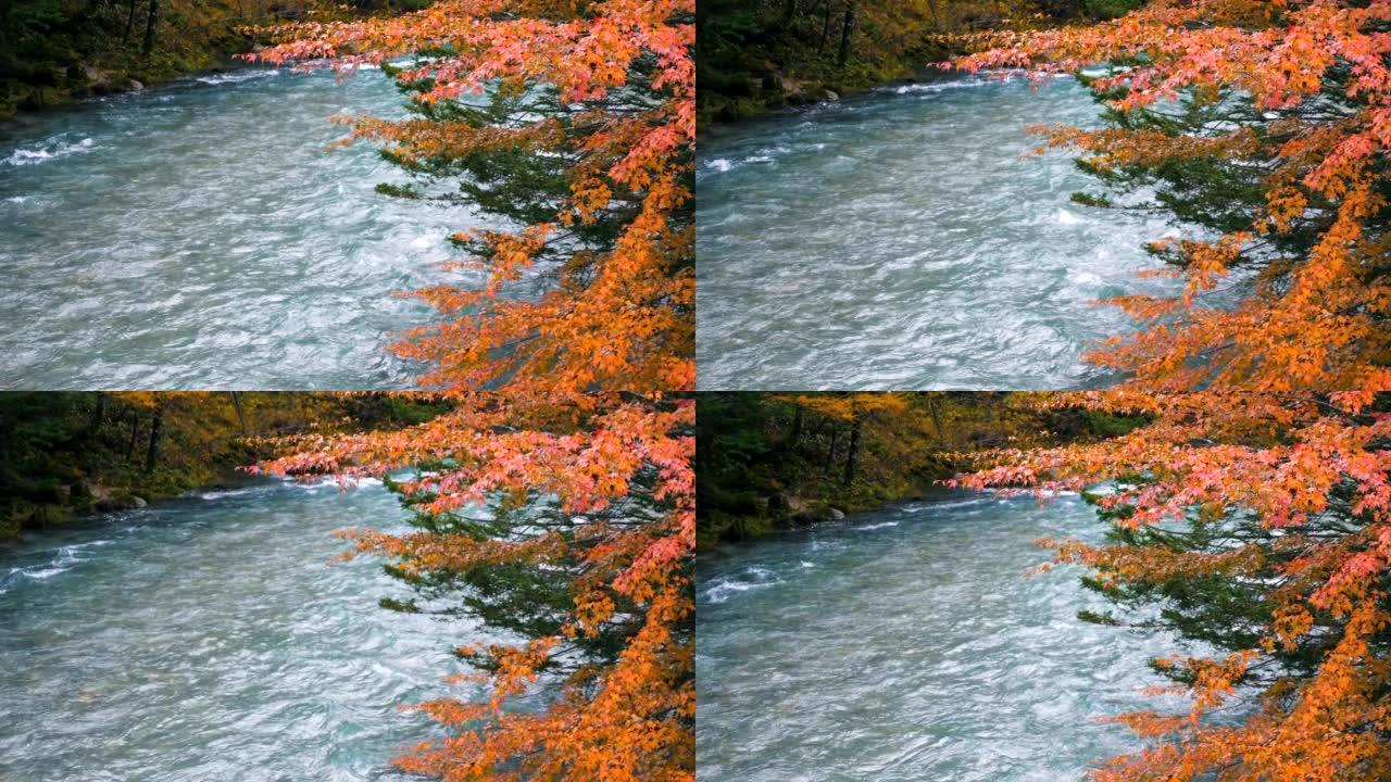 河秋天美丽的秋天河流秋天美丽的秋天