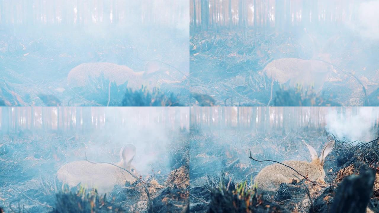 森林里充满了烟雾，一只兔子穿过它