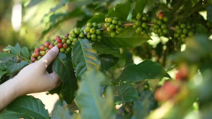 女农夫手检查红色的咖啡浆果