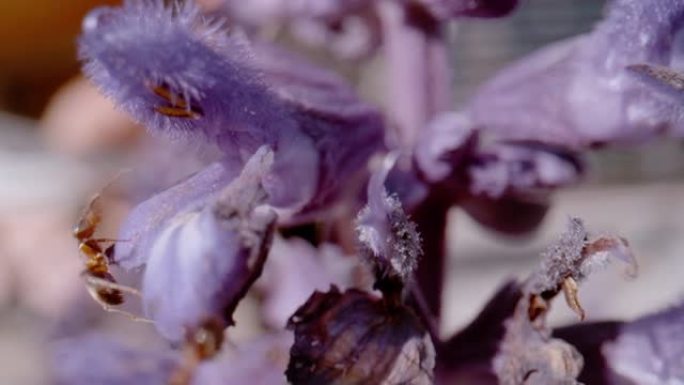 宏观，dop: 夏季草药园中美丽的丁香开花的牛膝花