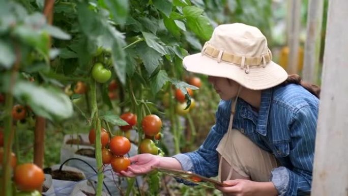 有机农场新鲜番茄科学家分析温室科研番茄电