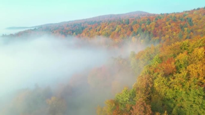 秋季早晨朦胧覆盖上方的森林树木的空中彩色阴影