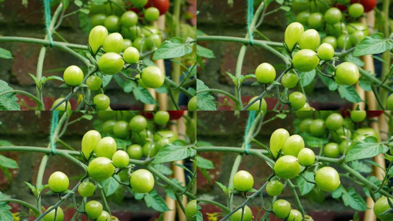葡萄藤上未成熟的绿色西红柿