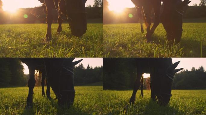 特写，低角度: 深棕色的马在金色的草地上放牧。