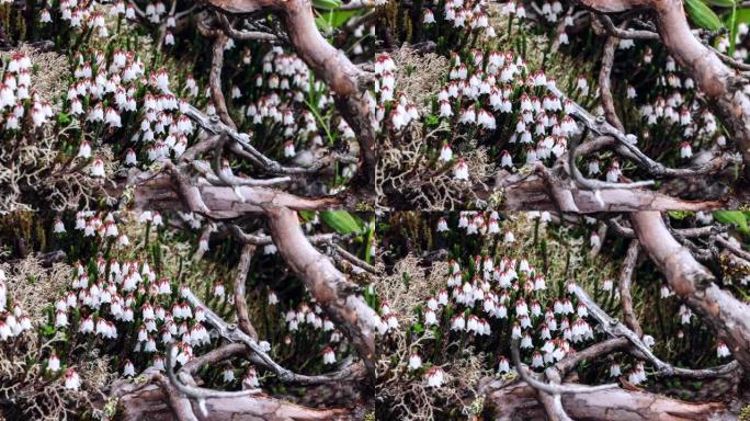 像风铃一样的小花盛开在青藏高原上: Cassiope sellainoides