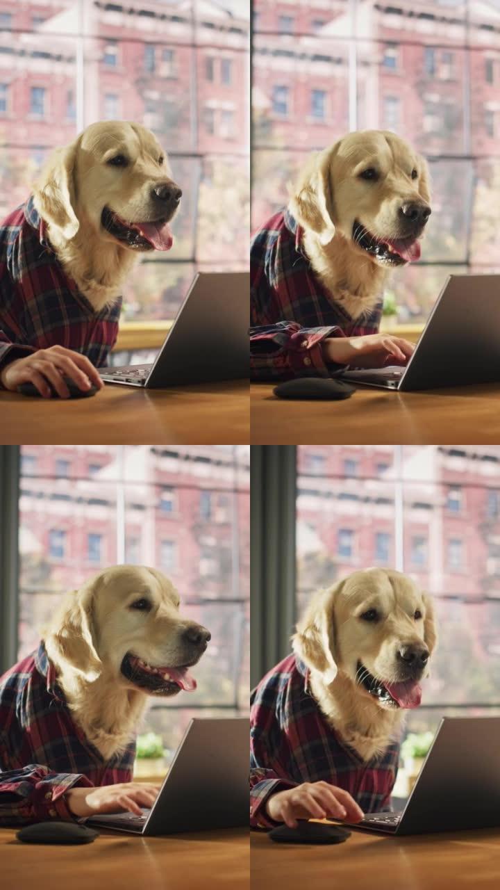 垂直屏幕: 穿着方格衬衫的金毛猎犬狗坐在桌子后面，在家中的笔记本电脑上工作。人类的手正在使用键盘和鼠