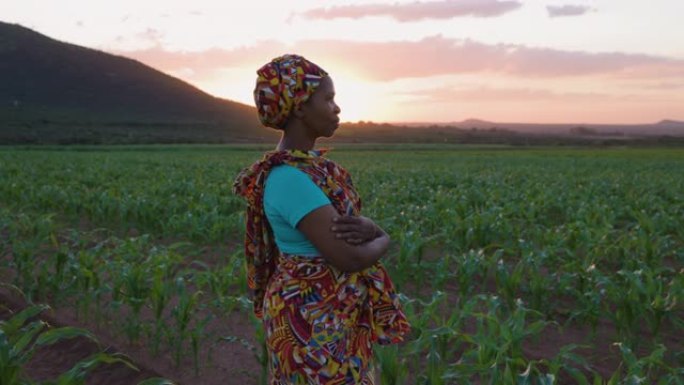 特写肖像。身穿传统服装的非洲黑人女农民在日落时站在一个大玉米作物中。背景灌溉