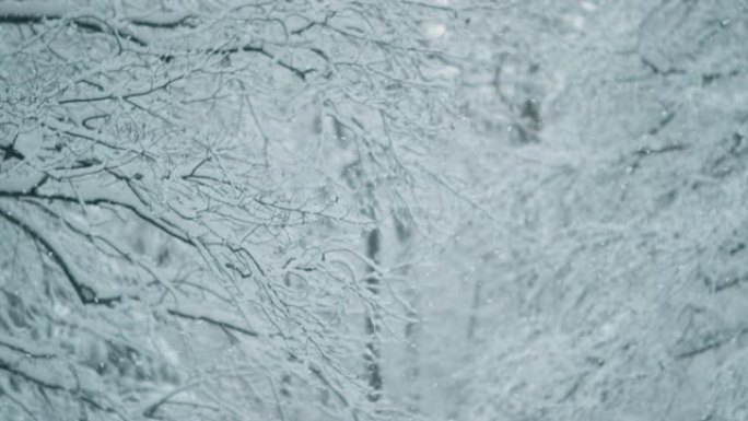 特写镜头，DOF: 暴风雪席卷风景如画的白色公园的电影镜头。