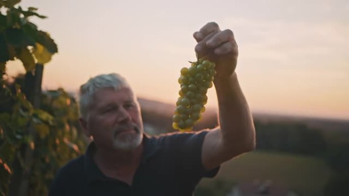 葡萄酒商检查葡萄的成熟在葡萄园