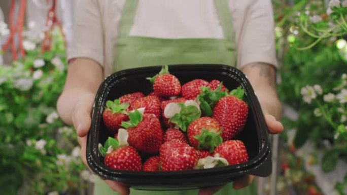 温室中种植的新鲜草莓盒