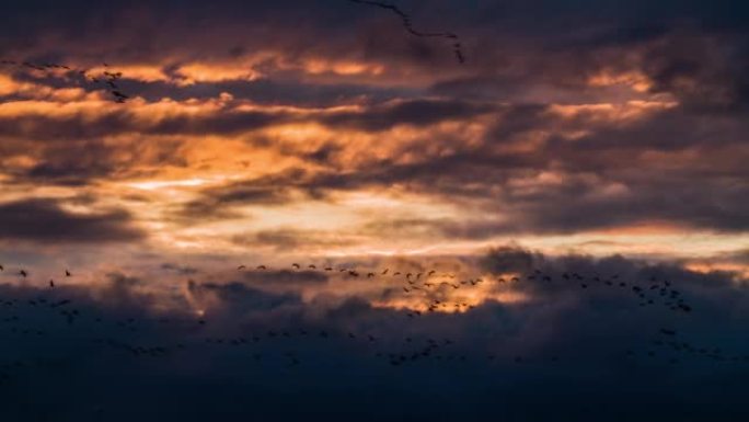 在戏剧性的日落云层前的迁徙鸟类