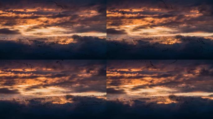 在戏剧性的日落云层前的迁徙鸟类