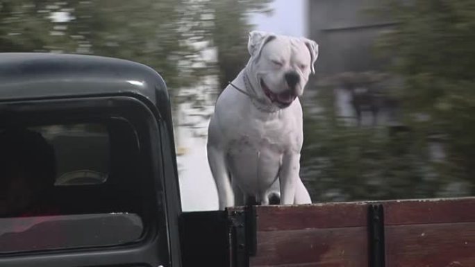 一辆旧卡车后挡板上的白色拳击手狗。
