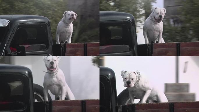 一辆旧卡车后挡板上的白色拳击手狗。
