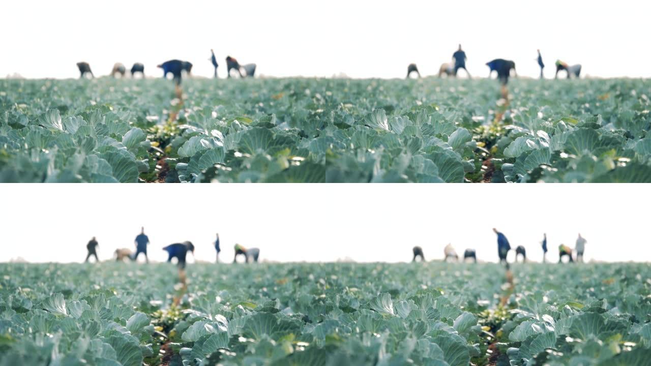 背景为农民工的白菜种植园