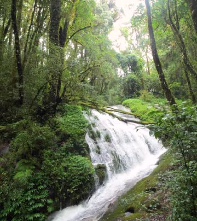 泰国瀑布和绿色雨林的垂直视频