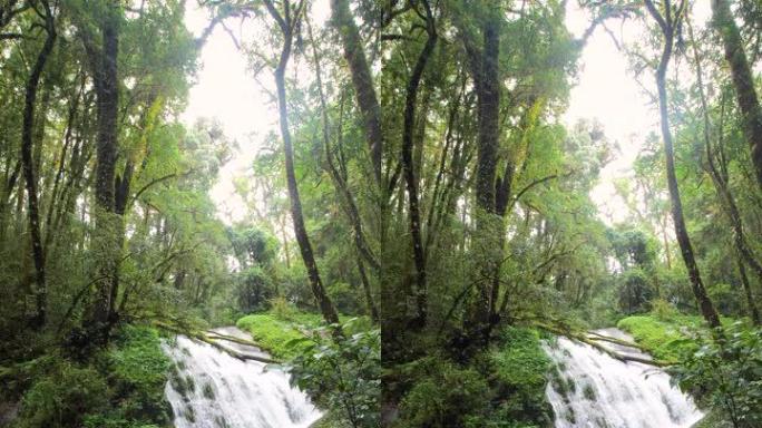 泰国瀑布和绿色雨林的垂直视频