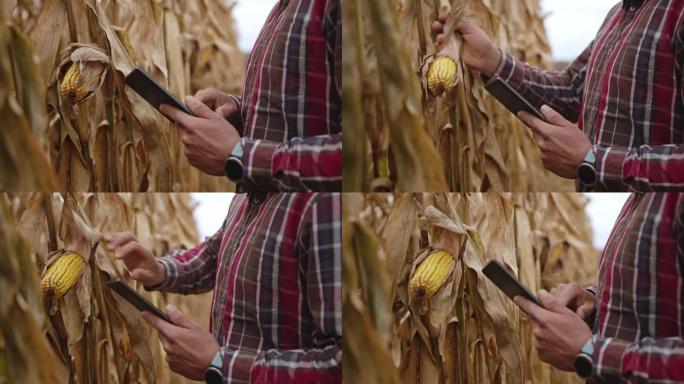 在检查玉米作物时使用数字平板电脑的人