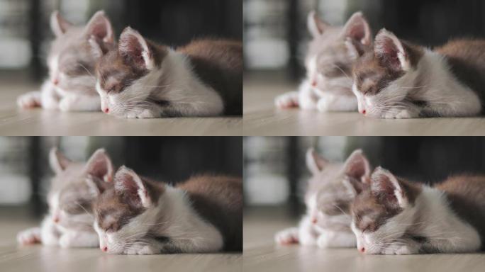 睡蓬松的猫两只小猫咪特写实拍素材