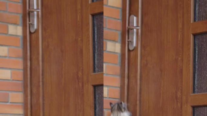 猫的垂直镜头跳到门把手上进入房屋