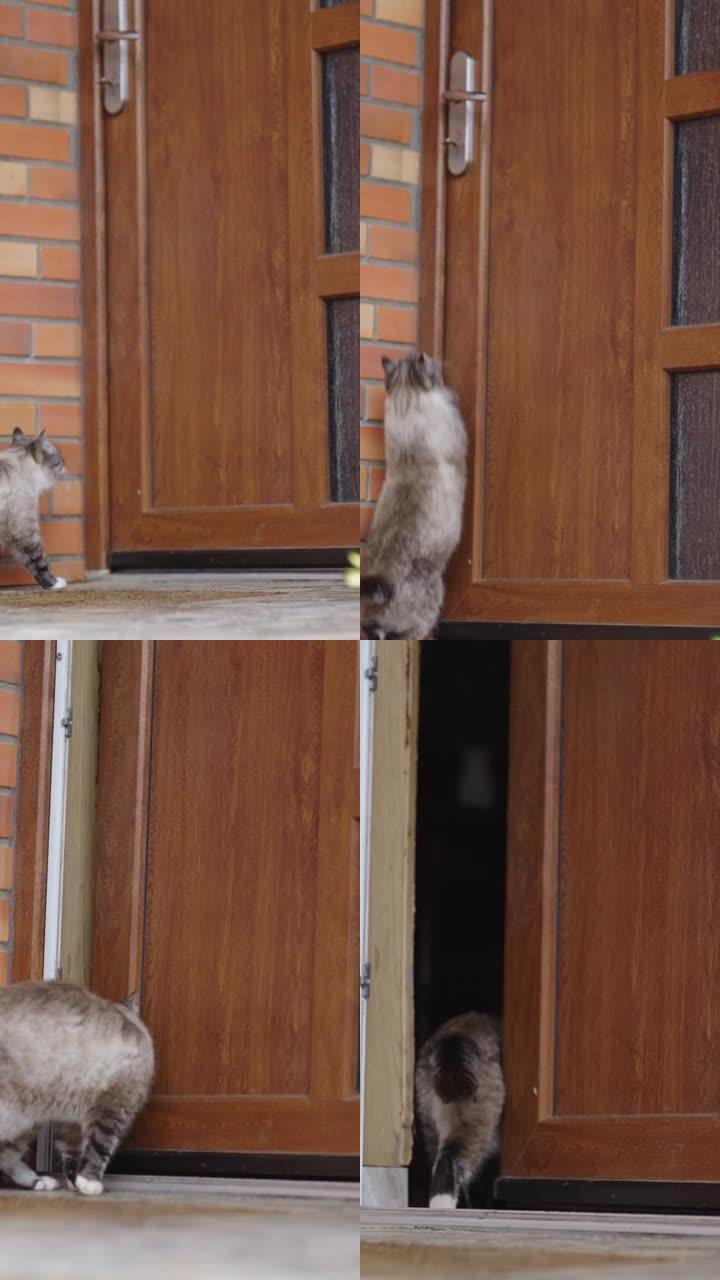 猫的垂直镜头跳到门把手上进入房屋