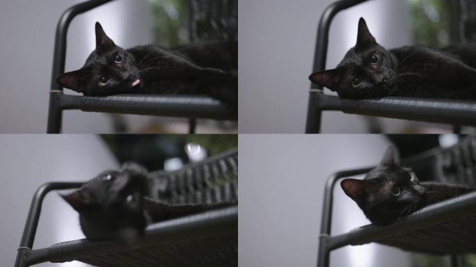 黑猫看着相机，晚上在椅子上放松