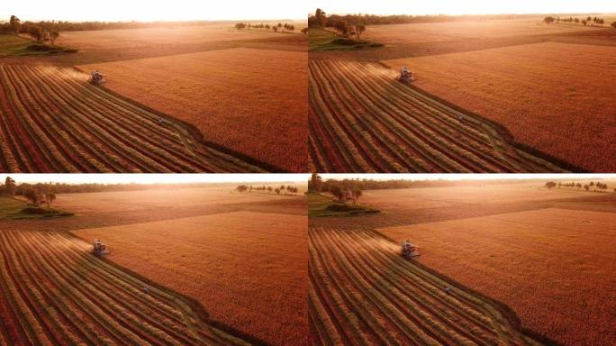 日落时间在稻米上收获联合收割机的鸟瞰图