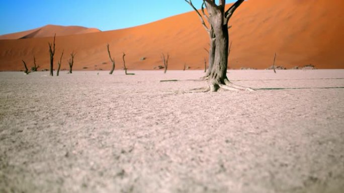 CU至WS白色粘土锅和树木对抗沙丘，德德维尔，纳米比亚，非洲