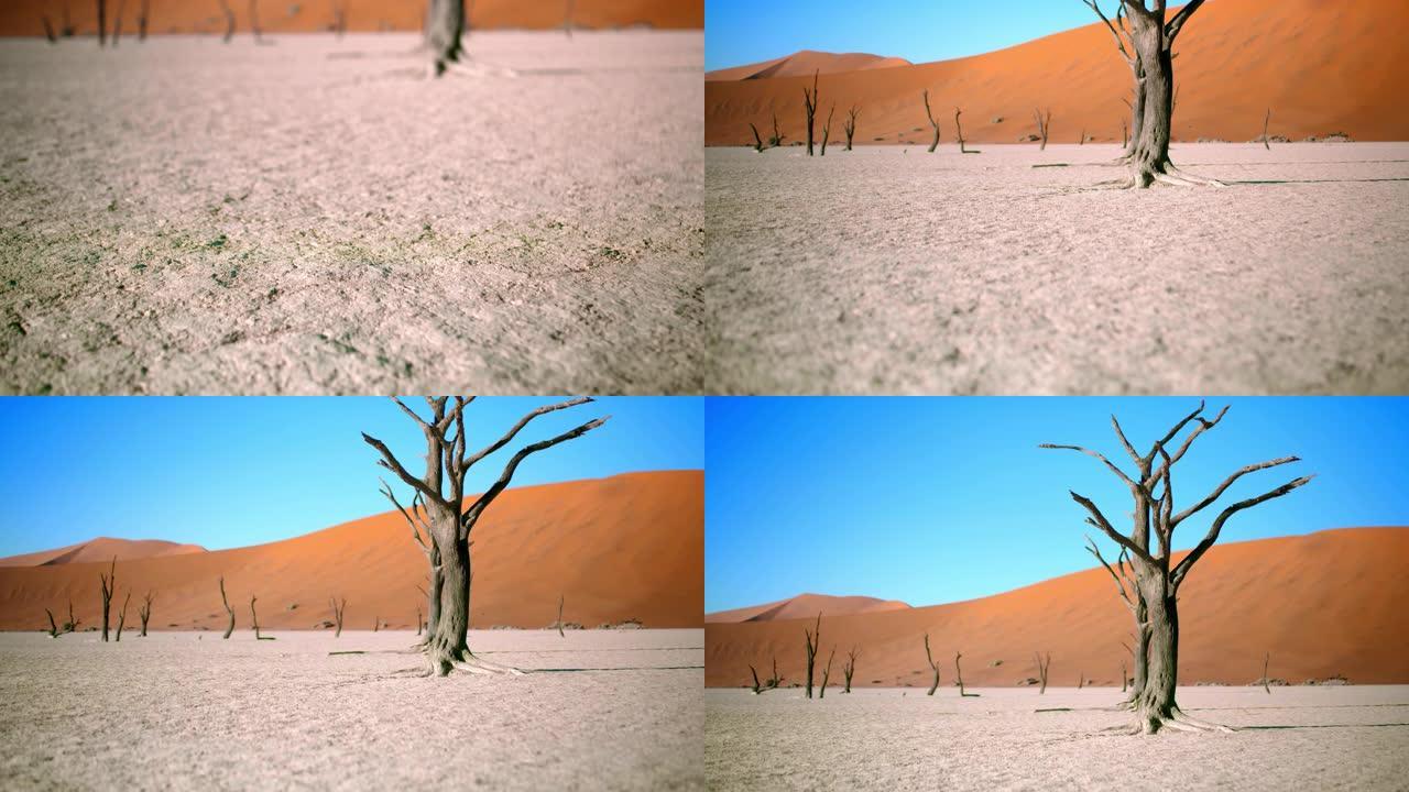 CU至WS白色粘土锅和树木对抗沙丘，德德维尔，纳米比亚，非洲