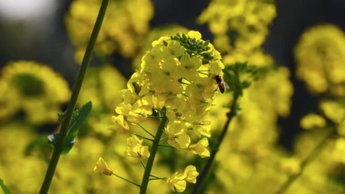 太阳下的油菜花吸引蜜蜂采集蜂蜜