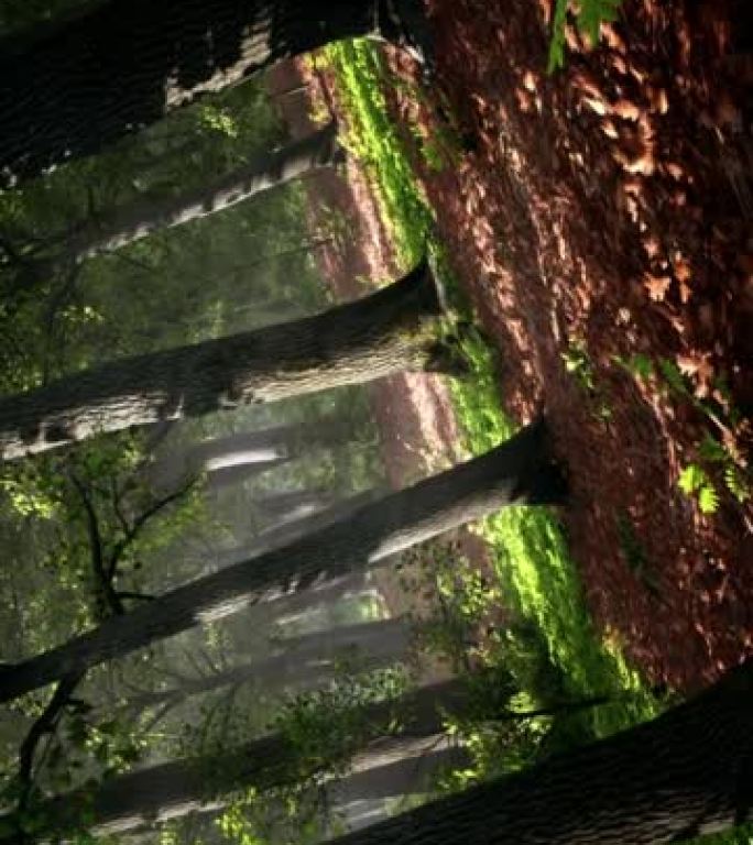在美丽的森林中拍摄的扭曲，阳光穿过树冠