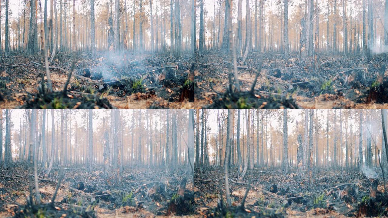 烟雾沿着烧毁的森林地面爬行