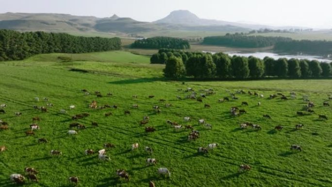 在美丽的绿色牧场上放牧的一大群艾尔郡奶牛的特写空中飞行。负责温室气体排放的牲畜为气候变化做出了贡献