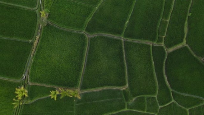 俯视图水稻农场无人机飞越稻田在农业农田作物农场亚洲4k