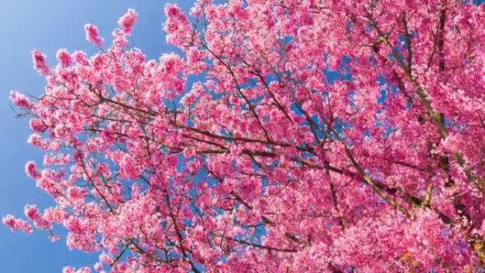 盛开的美丽粉红色樱桃树