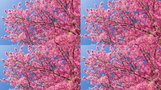 盛开的美丽粉红色樱桃树
