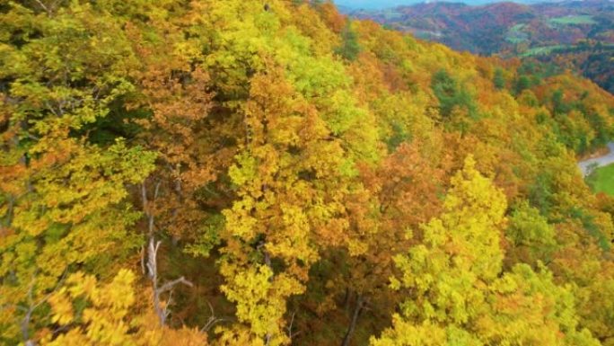 空中: 以鲜艳的秋天色彩在郁郁葱葱的森林树梢附近飞行