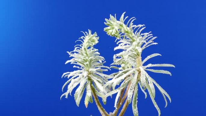 在覆盖着雪蓝屏的异国植物周围移动以进行合成