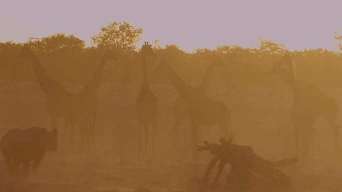 纳米比亚埃托沙国家公园日落时站在水坑上的一小群长颈鹿和一只黑犀牛的背光视图